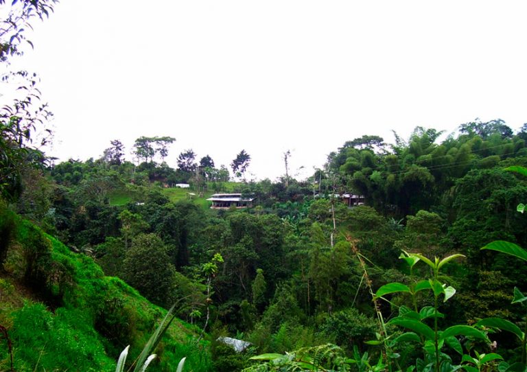 Vista panorámica de CABRITA desde ladera sembrada de pastos, al frente cabaña y establos, al centro franja forestal protectora.