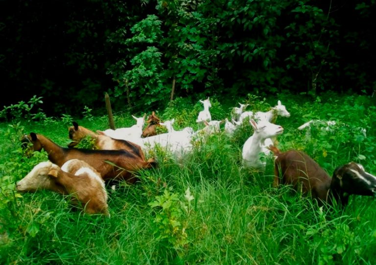 Finca Cabrita, cabras ramoneando en potrero silvopastoril