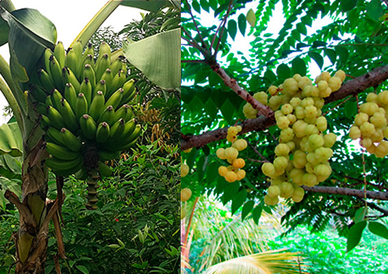 Bananos y árbol de grosella finca Herencia