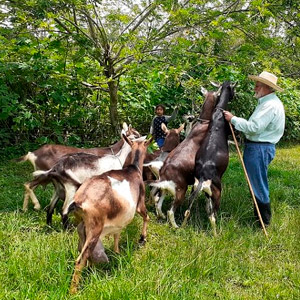 Finca Herencia Jose Maria Borrero cabras ramoneando