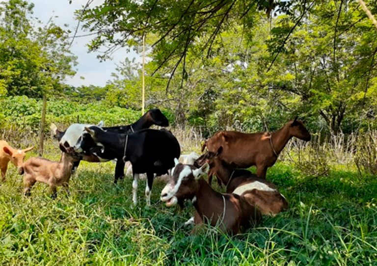 Finca Herencia José María Borrero, cabras descansando