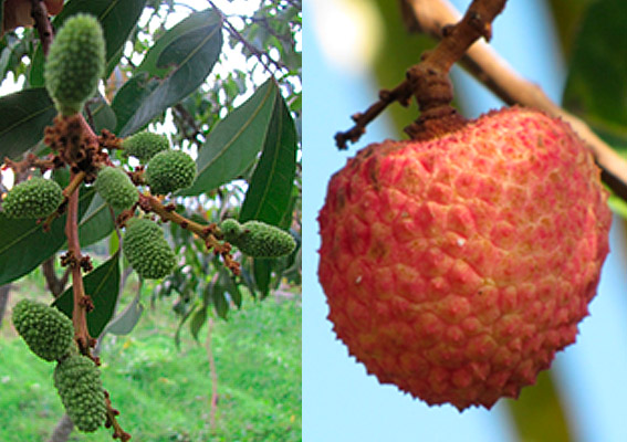 Frutos del litchi, verdes y maduro