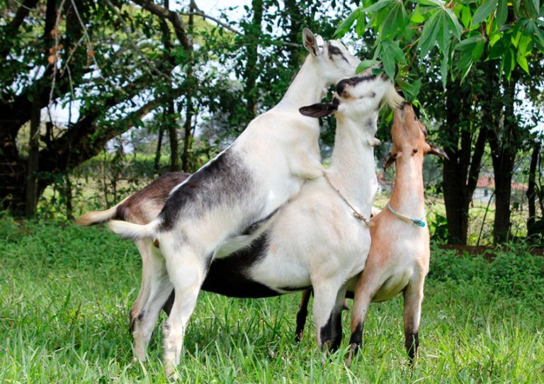 Cabras ramoneando