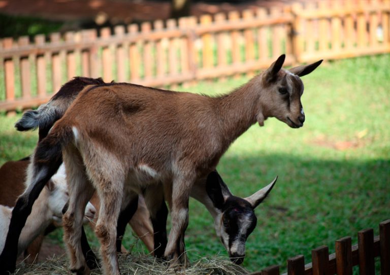 Cabritas en el corral