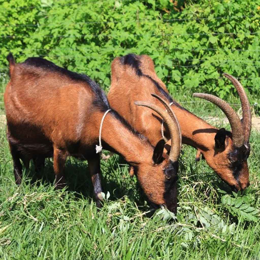 caracteristicas_razas_alpinos_chamoise_esperanza_y_leticia