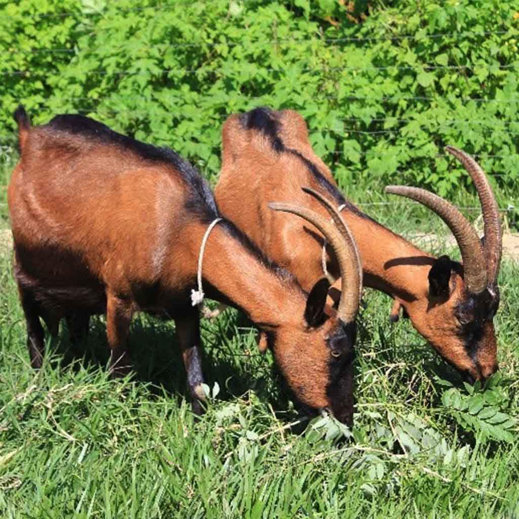 caracteristicas_razas_alpinos_chamoise_esperanza_y_leticia