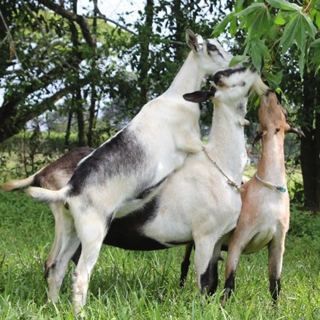 caracteristicas_razas_alpinos_cou_blanc_brigitte_carla_y_lia_1