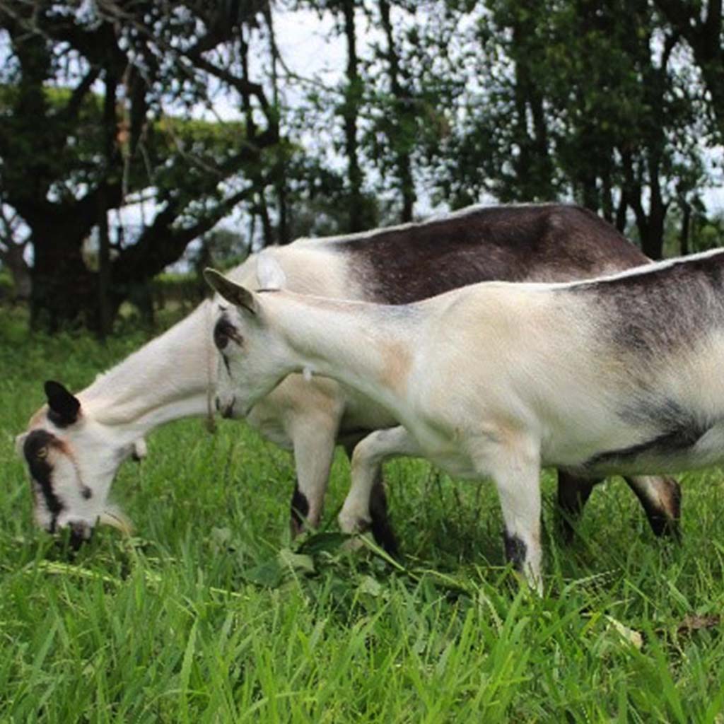 caracteristicas_razas_alpinos_cou_blanc_brigitte_y_carla