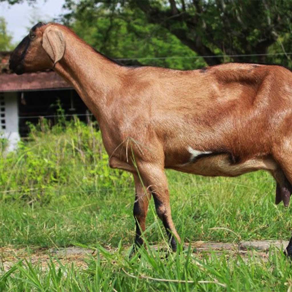 caracteristicas_razas_anglonubianos_lola