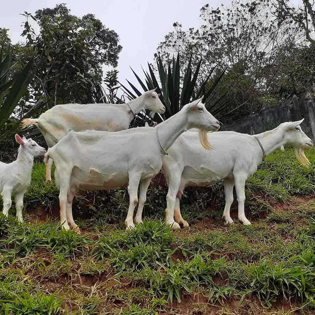 caracteristicas_razas_saanen_lina_gloria_paloma