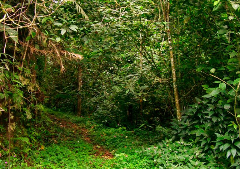 Sendero en franja forestal protectora