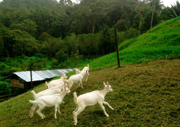 Finca Cabrita, cabritas Saanen en potreros; a la izquierda vista parcial de establo; al fondo bosque.