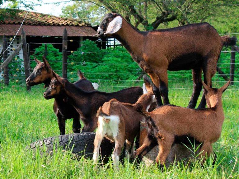 Ejemplares exhibidos en Bioexpo